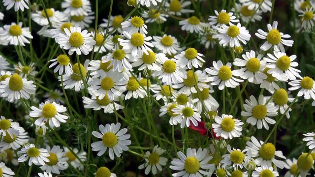 viele G&auml;nsebl&uuml;mchen auf einer Wiese