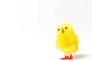 little chicken on white background
