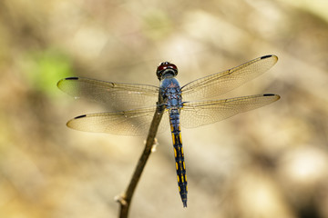 Image of Blue Chaser dragonfly(Potamarcha congner) on a branch on nature background. Insect. Animal