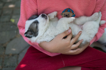 Thai Bangkaew puppy dog outdoors playing and sleeping