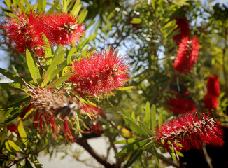 Melaleuca citrina, commonly known as common red, crimson or lemon bottlebrush native of Australia