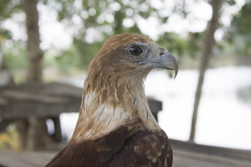 red tail hawk