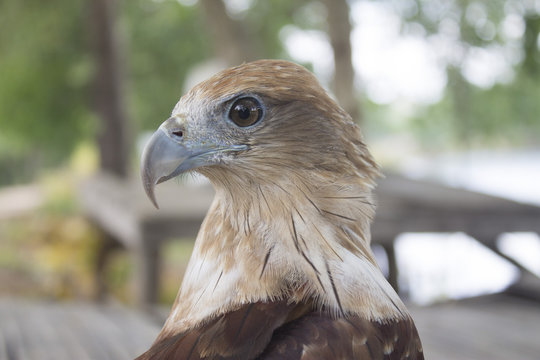 RedTailedHawk Images Browse 41 Stock Photos, Vectors, and Video