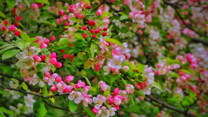 Crab Apple blossom 