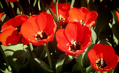 Beautiful red scarlet eye-catching Darwin hybrid tulips with black heart