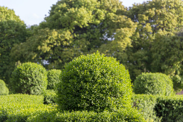Wild Privet Ligustrum hedge nature texture A sample of topiary art