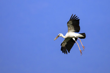 Image of an Asian openbill stork(Anastomus oscitans) flying in the sky. Bird, Wild Animals.