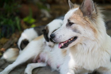 Thai Bangkaew puppy dog outdoors playing and sleeping