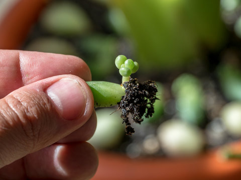 finger with a small succulent plant.  Pachyphytum Compactum F. cristata .Plant propagation concept.