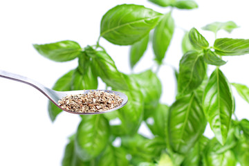 fresh basil and dry on spoon isolated on white background