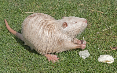 Coypu or river rat or nutria