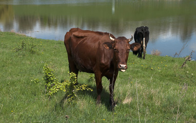 two cows graze