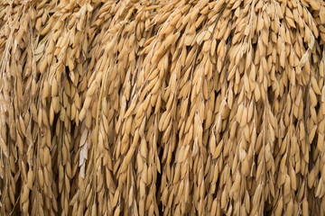 rice grain,rice paddy  background,Close up