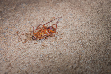 Dead cockroaches cement floor.The ants are eating on the body.