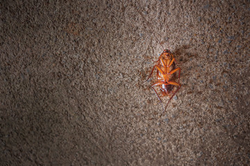 Dead cockroaches cement floor.The ants are eating on the body.
