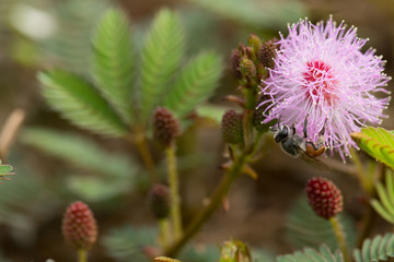 Herb plant,Mimosa pudica (Sensitive plant, sleepy plant, Sleeping grass, the touch-me-not)