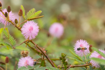 Herb plant,Mimosa pudica (Sensitive plant, sleepy plant, Sleeping grass, the touch-me-not)