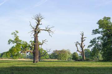 Dęby w Rogalinie © Piotr Szpakowski