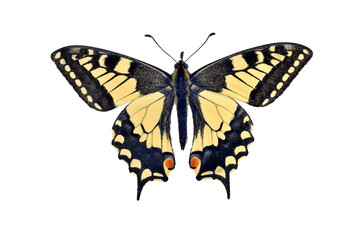 Schwalbenschwanzschmetterling der alten Welt (Papilio Machaon), isoliert auf weiß