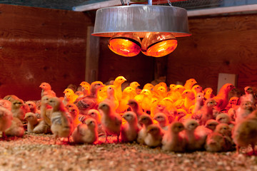Shot in low light Group of little chicken in warm light © bignai