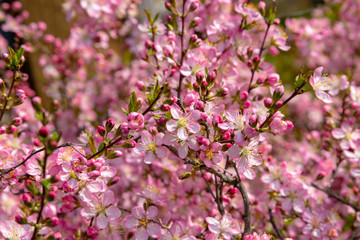 Naklejka premium Red cherry blossoms 