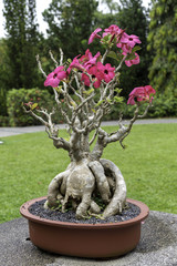 Flowering bonsai tree