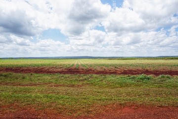 Landwirtschaft, Feld auf Kuba, Karibik