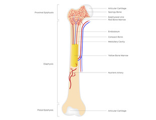 bone structure anatomy for science and education . vector illustration . human bone