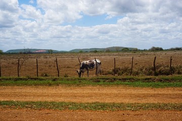 Rind, Kuh auf Kuba, Karibik