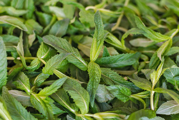 Fresh leafs peppermint background