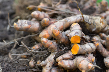 Turmeric root (Curcuma longa),Herb plant