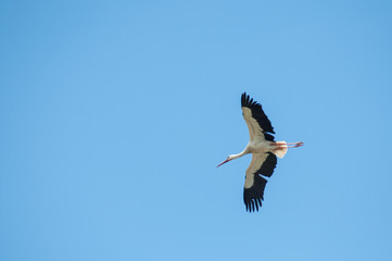 portrait of stork flying on blue sky background