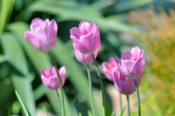 Цветы flower spring tulips pink