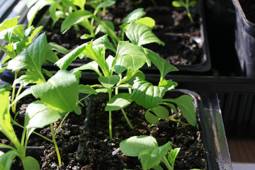 Young sprouts of pepper