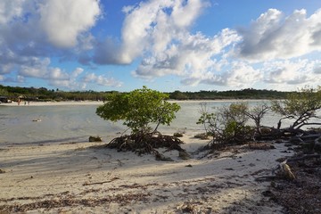 Cayo Coco auf Kuba, Karibik