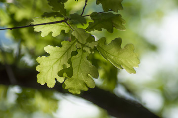 Fototapeta na wymiar closeup of sunlight in oak leaves