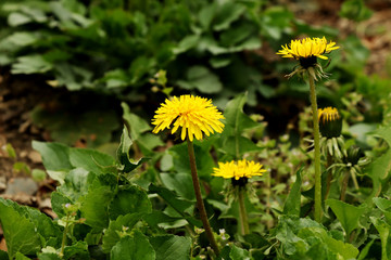 A yellow common dandelion in the middle of park