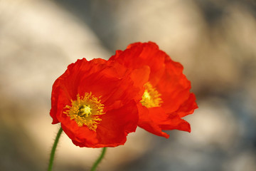 A close-up of a poppy