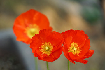 Fototapeta premium A close-up of a poppy