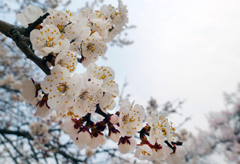 View of the beautiful cherry blossoms at the Gyeongbok Palace in spring in Seoul.