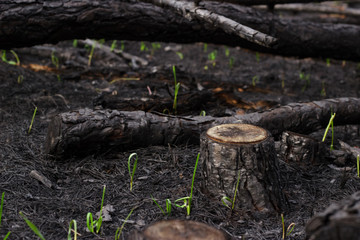 New life grass after forest fire. Burnt pine trees