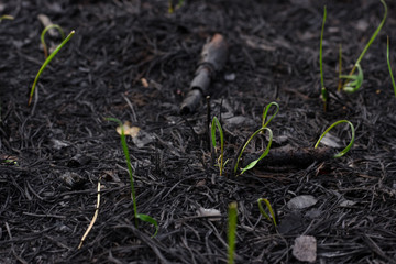 The close up of young green sprout after fire. Burnt ground