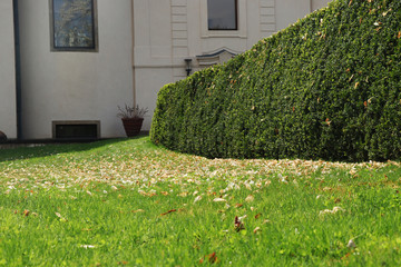A beautiful garden with natural fence around the house