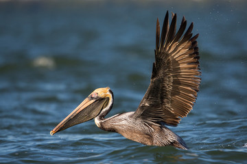 Brown pelican with spread wings (Pelecanus occidentalis), Estero Lagoon, Florida