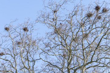 Tree in winter with crow nests in front of a blue sky