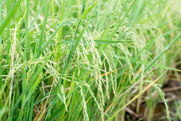 Close up of rice in field.