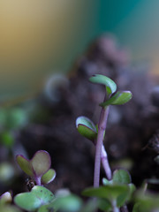 Cultivo de semillas , brotes de germinados caseros