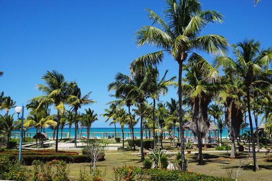 Palmen auf Cayo Coco, Kuba