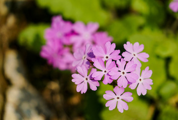 Spring blossoms tree. Natural background.