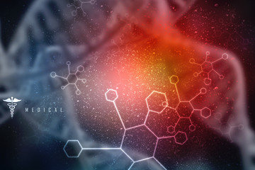 3d illustration  Anatomy of Human Heart 